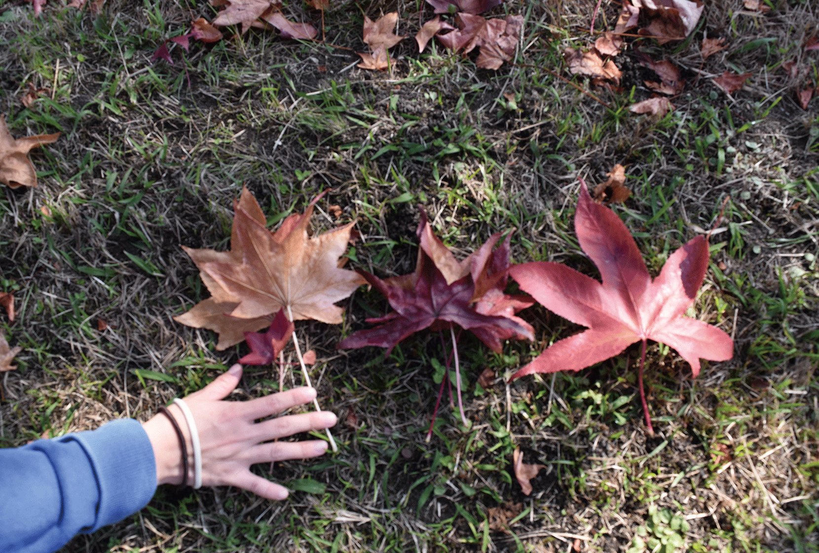 ウッディ伊香立のそばにある伊香立公園で見つけた大きな紅葉の写真です